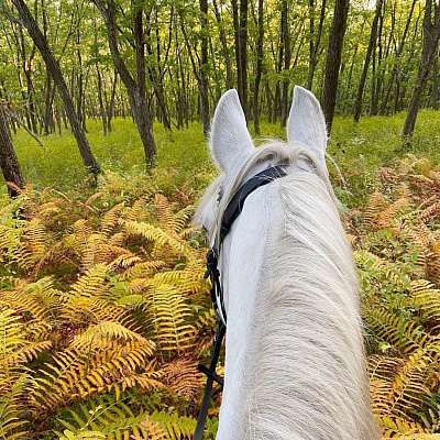 Конная прогулка во Владивостоке. Подарочные сертификаты Ultra Подарки. Купить оригинальный подарок или подарочный сертификат на Конная прогулка во Владивостоке. Сервис UltraPodarki.ru 8-800-505-9530. Катание на лошадях, Прогулка на лошади, Прогулка на лошадях для двоих, Конная прогулка, конный клуб, Конный клуб АРГО, конная прогулка, конная прогулка во Владивостоке