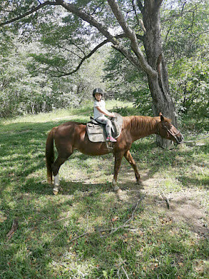 Конная прогулка во Владивостоке. Подарочные сертификаты Ultra Подарки. Купить оригинальный подарок или подарочный сертификат на Конная прогулка во Владивостоке. Сервис UltraPodarki.ru 8-800-505-9530. Катание на лошадях, Прогулка на лошади, Прогулка на лошадях для двоих, Конная прогулка, конный клуб, Конный клуб АРГО, конная прогулка, конная прогулка во Владивостоке